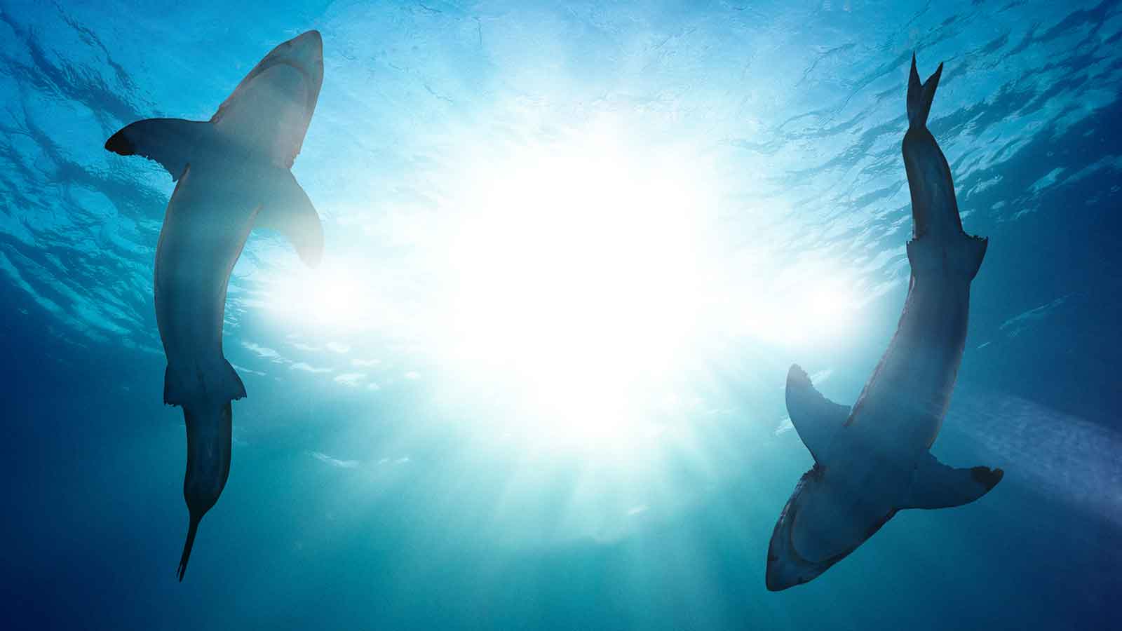 Köpekbalığı Festivali Köpekbalığı Saldırıları: 360 Derece